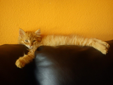 沙发上的猫