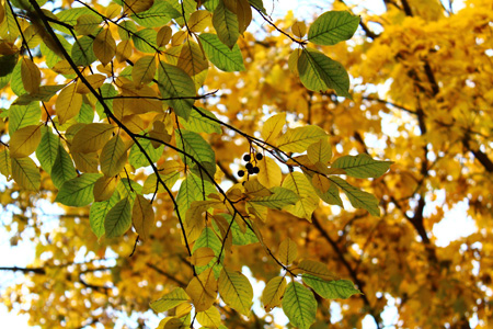 秋季树叶背景