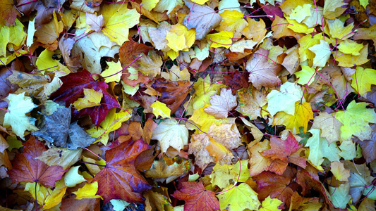 秋季树叶背景