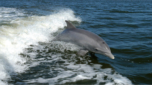 海豚高清摄影