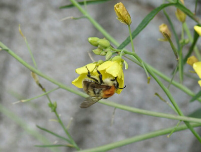 黄色草花上蜜蜂摄影